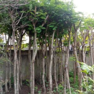 Pohon Pelthoporum