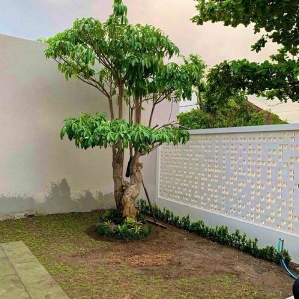 Pohon Pule