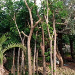 Pohon Trambesi