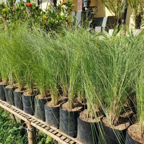 Rumput Ekor Kuda