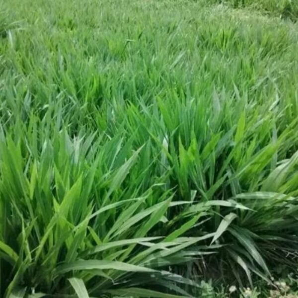 Rumput Jepang