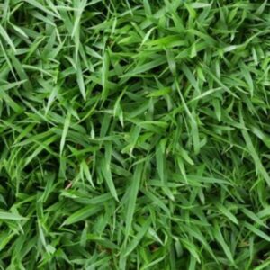 Rumput Peking