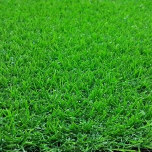 Rumput Swiss