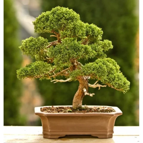 Bonsai Boxsus
