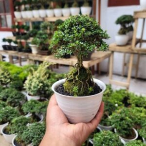 Bonsai Seribu Bintang