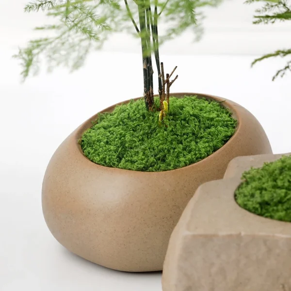 Lumut Abadi/Moss Dried