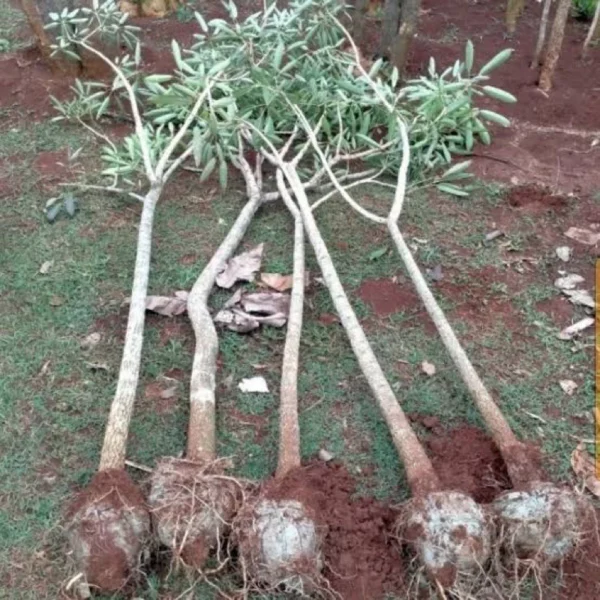 Pohon Tabebuya